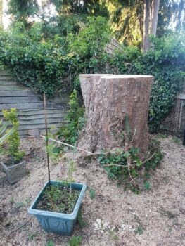 Stump Grinding In Birmingham