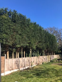 Hedge Trimming In Birmingham