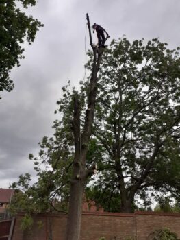 All Aspects Of Tree Care In Birmingham